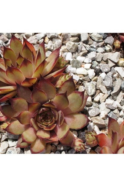 Молодило гібридне Блуд Тіп